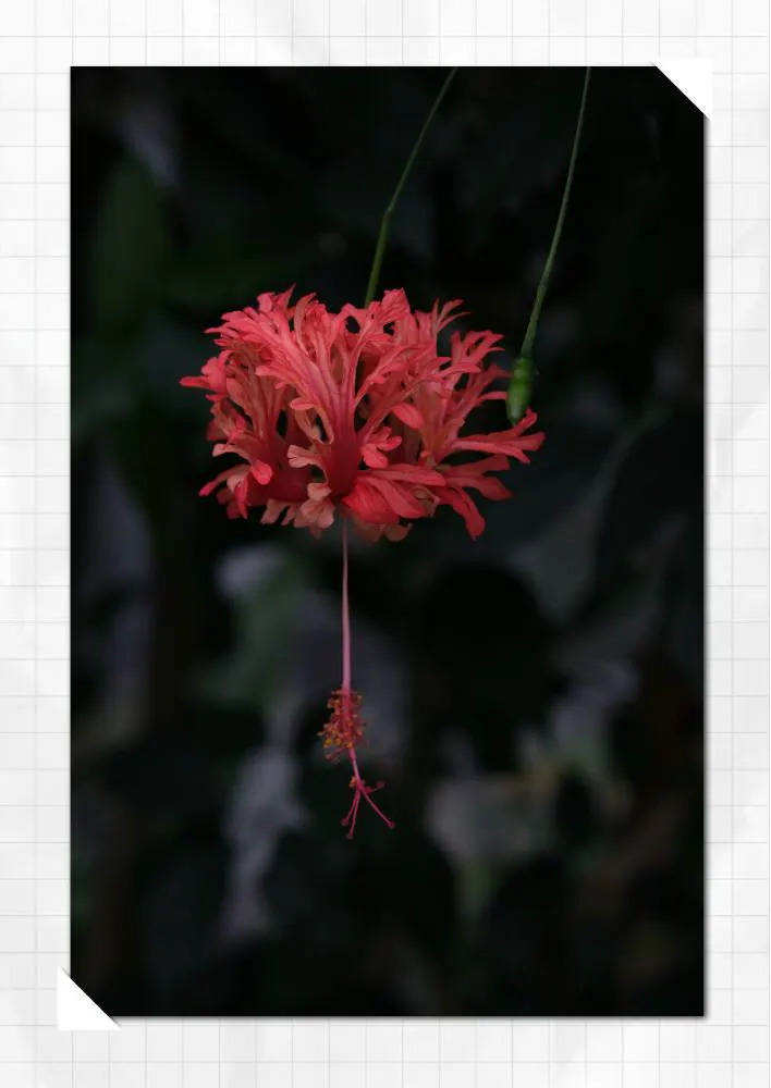 Close-up red flower against dark foliage